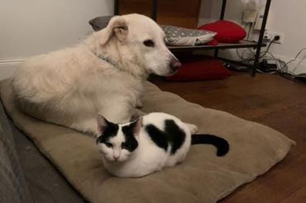 Tancau - wartet in 47661 Issum