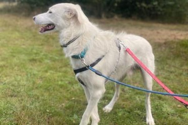 Tancau - wartet in 47661 Issum