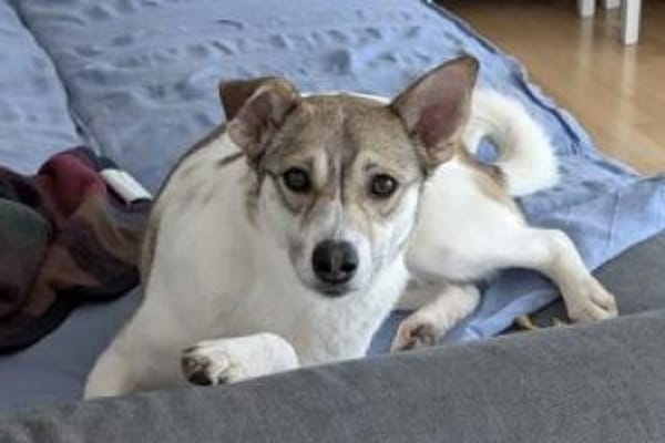 Nina 46 cm (Pflegestelle)