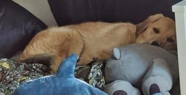 Dina sucht ihre Familie