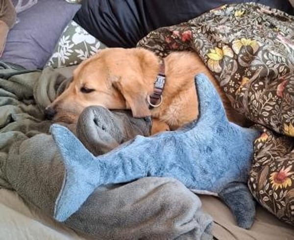 Dina sucht ihre Familie