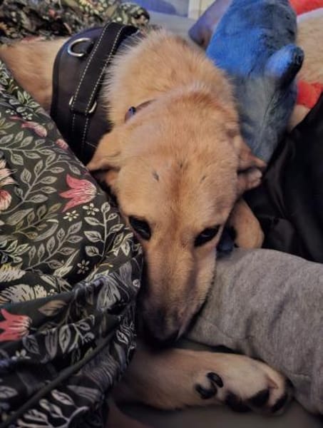 Dina sucht ihre Familie