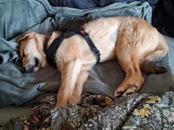 Dina sucht ihre Familie