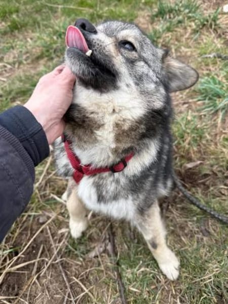 Kleiner Hale sucht liebevolle Menschen!