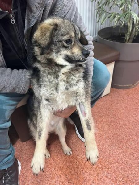 Kleiner Hale sucht liebevolle Menschen!