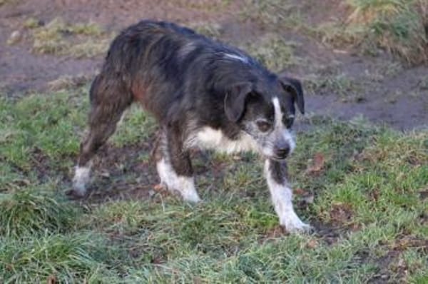 Tips - aufgeweckter, kleiner Rüde