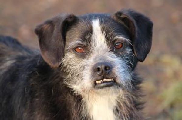 Tips - aufgeweckter, kleiner Rüde