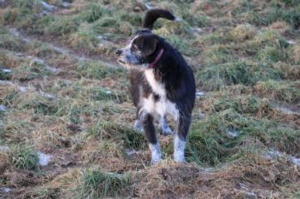 Tips - aufgeweckter, kleiner Rüde