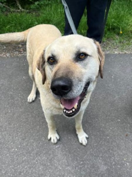 Chum - ein Hund zum verlieben