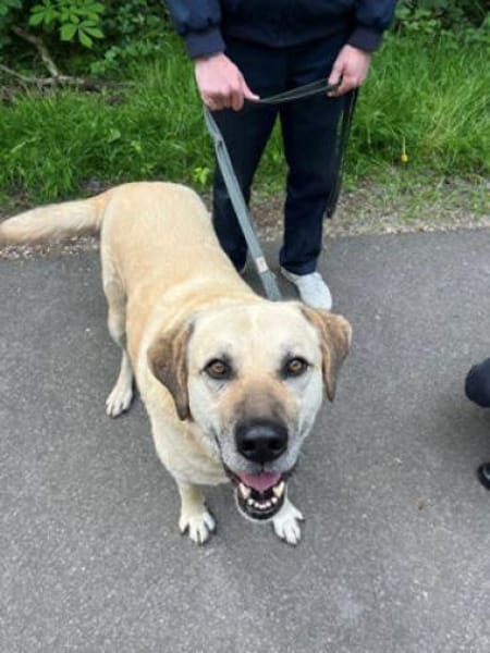 Chum - ein Hund zum verlieben