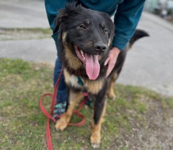 Jimis sucht seine Menschen