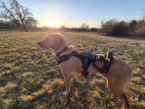 Wilma sucht ein Zuhause