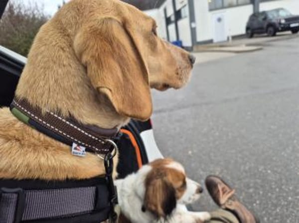 Wilma sucht ein Zuhause