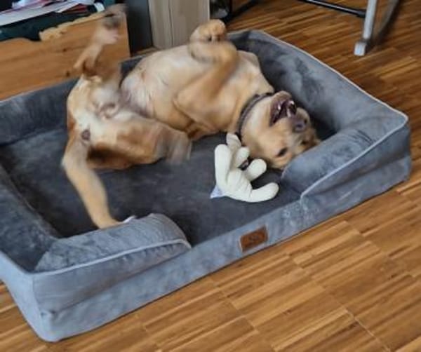 Wilma sucht ein Zuhause