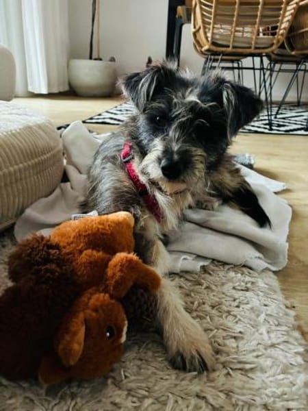 Fritzi auf Pflege in Wiesbaden sucht