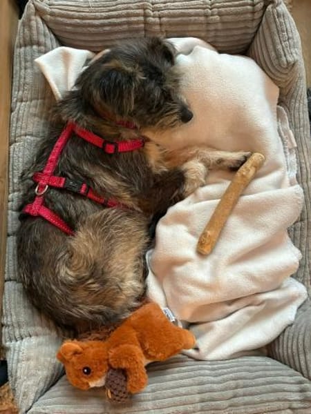 Fritzi auf Pflege in Wiesbaden sucht