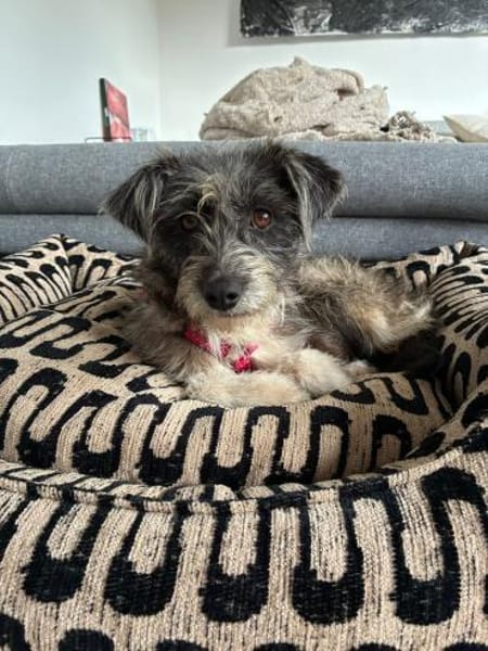 Fritzi auf Pflege in Wiesbaden sucht