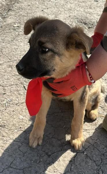 Leilli, Zuckerschnute sucht Körbchen