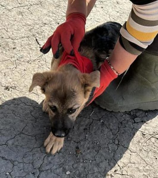 Leilli, Zuckerschnute sucht Körbchen