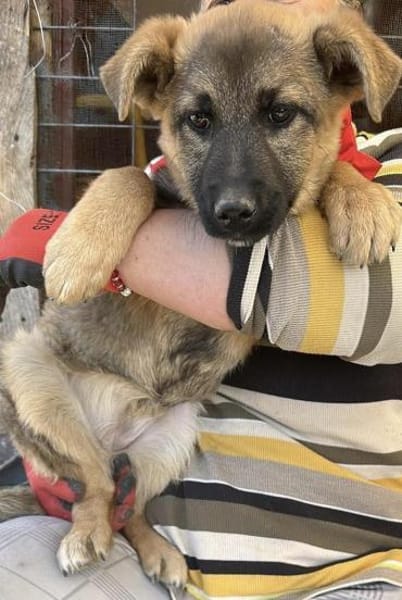 Leilli, Zuckerschnute sucht Körbchen