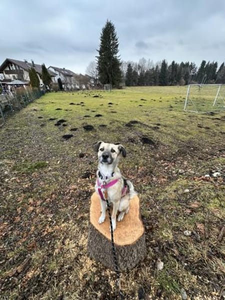 junge aktive Ellie auf PS in 83059