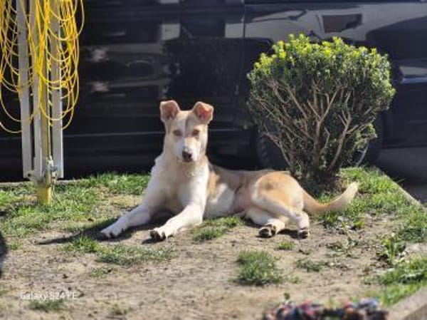 Sunny - Familienhund mit Herz