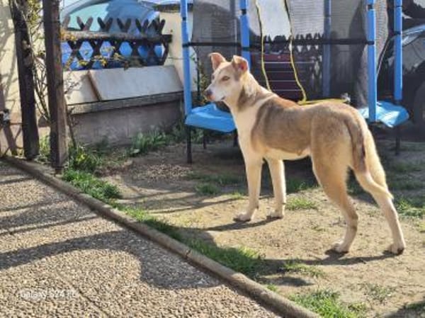 Sunny - Familienhund mit Herz