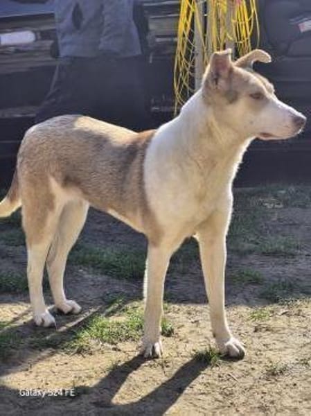 Sunny - Familienhund mit Herz