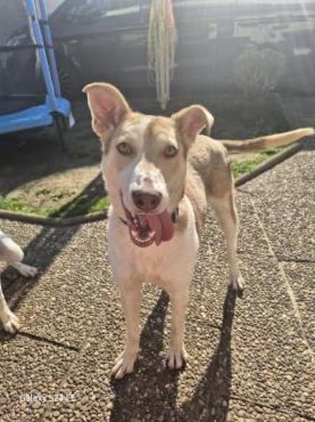 Sunny - Familienhund mit Herz