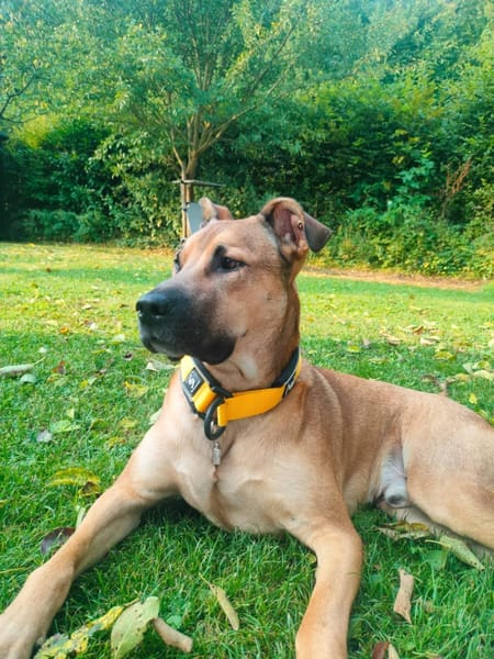 💙 REY 💙 - AUF PS IN DEUTSCHLAND