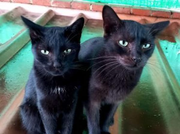 Beltzi sucht sein Glück bei Dir