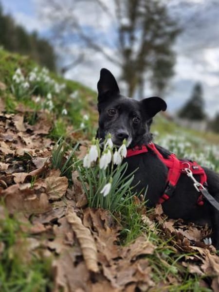 Zuhause gesucht!🙏💕