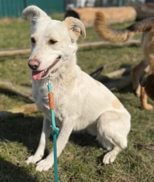 ALBA sucht Sicherheit und ein Zuhause