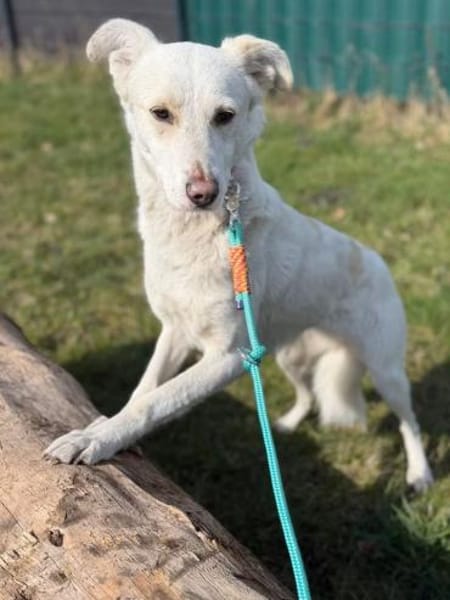 ALBA sucht Sicherheit und ein Zuhause