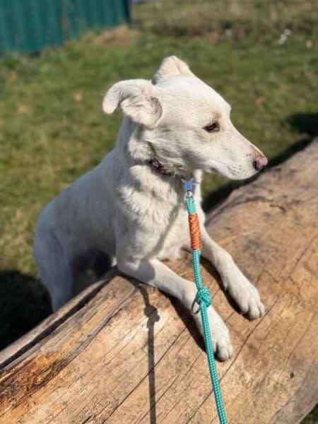 ALBA sucht Sicherheit und ein Zuhause