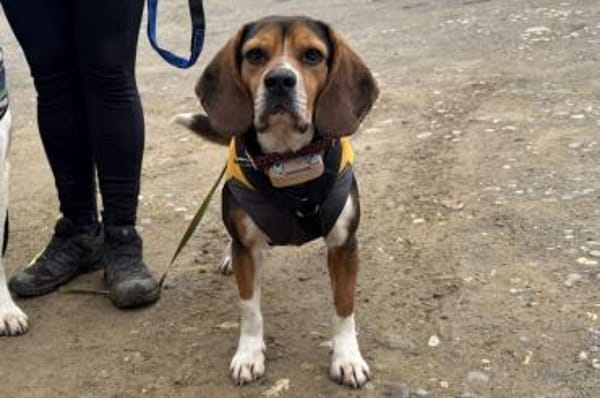 Celentano - wartet in 45549 Sprockhövel