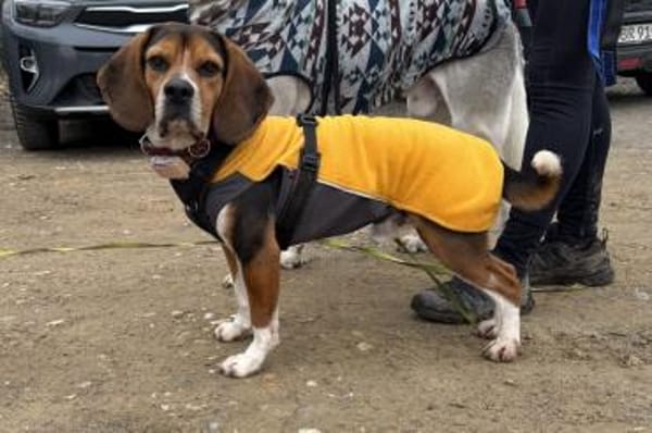 Celentano - wartet in 45549 Sprockhövel