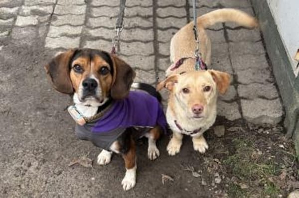 Celentano - wartet in 45549 Sprockhövel