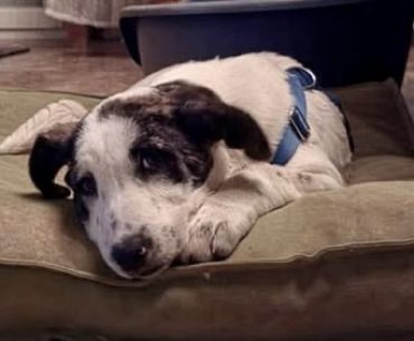 Cookie, neugierig, agil, verträglich