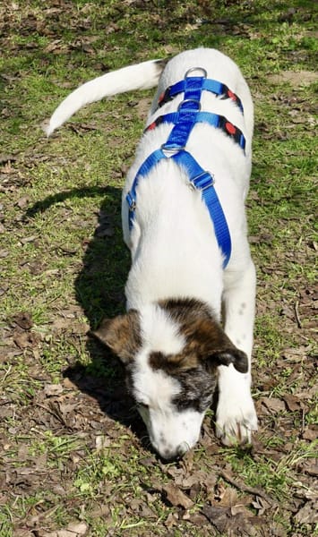 Cookie, neugierig, agil, verträglich