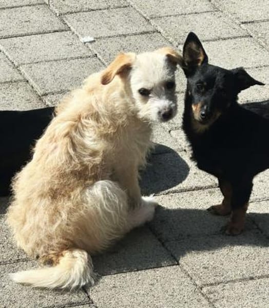 Jasny ist aktiv und neugierig