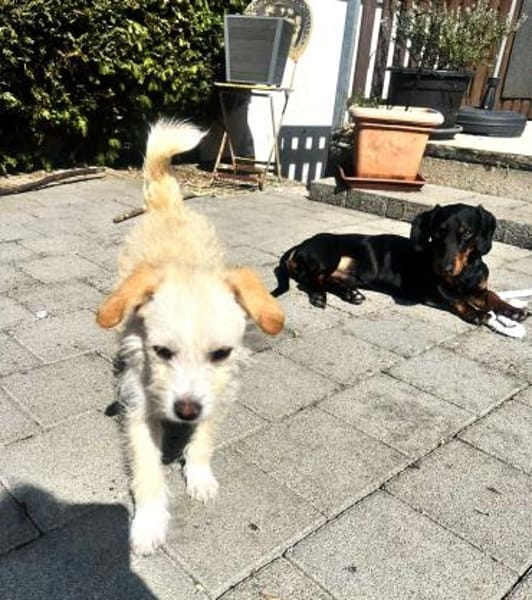 Jasny ist aktiv und neugierig