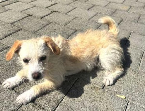 Jasny ist aktiv und neugierig