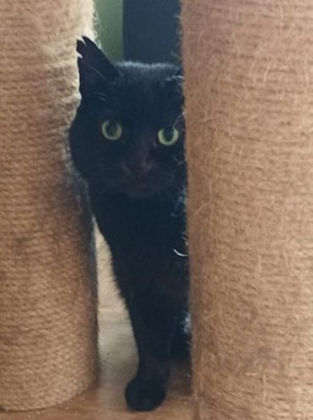 Olli - von der Straße auf die Couch