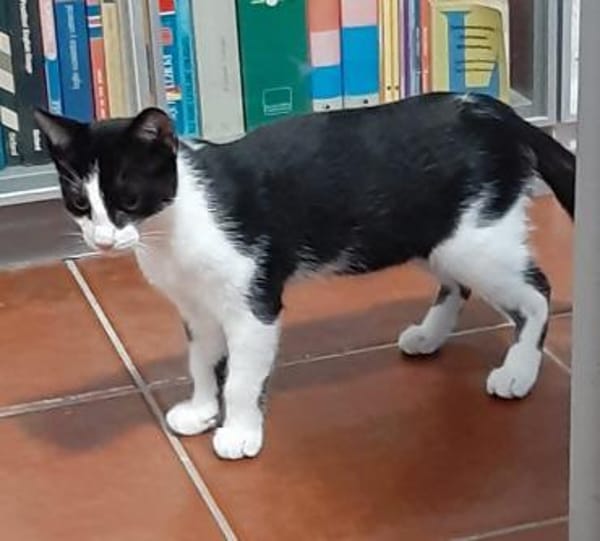 Freddy schnurrt mit Begeisterung