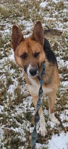 Scooby, endlich ein Zuhause?