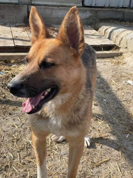 Scooby, endlich ein Zuhause?