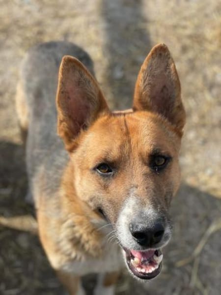 Scooby, endlich ein Zuhause?