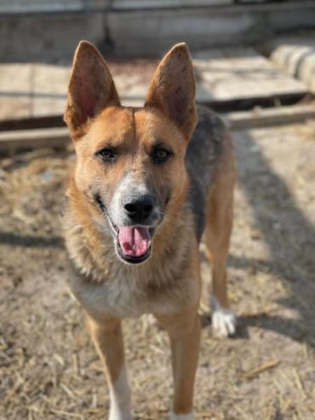 Scooby, endlich ein Zuhause?