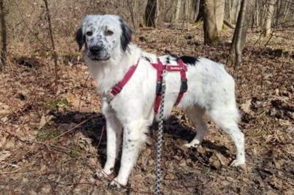 Marte - wartet in 85354 Freising